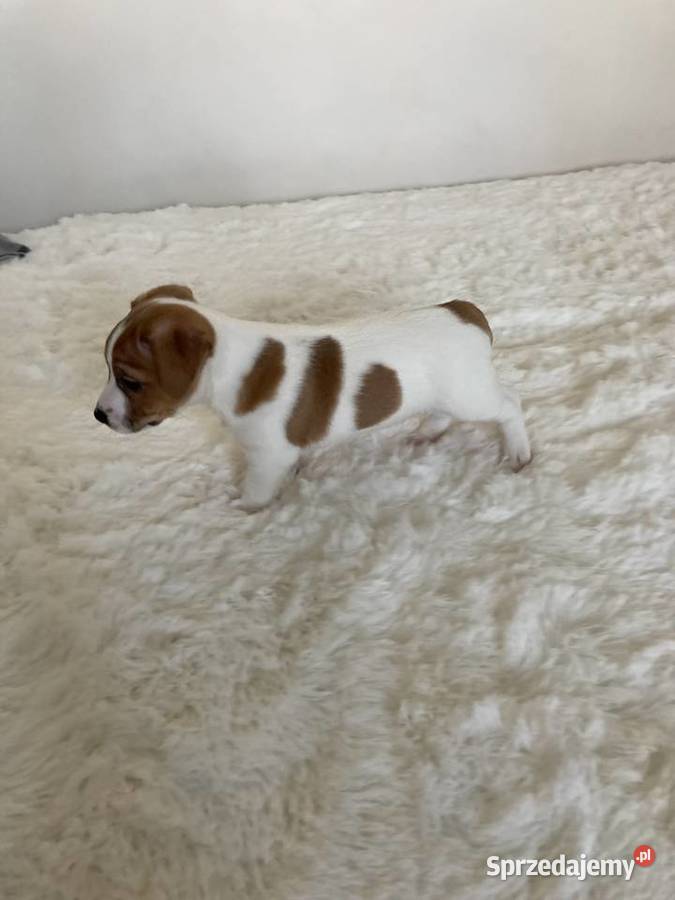 Jack Russell Terrier gładkowłosy Warszawa