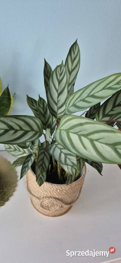 Calathea Compactstar domowe kwiaty doniczkowe Kwitnące Skuły