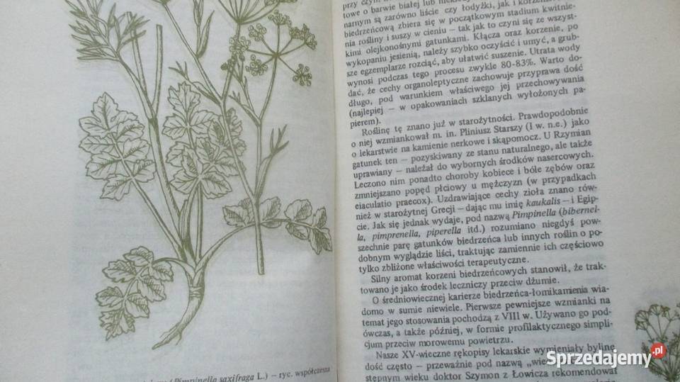 Historie ziołowe Kawałko zioła fitoterapia Łódź