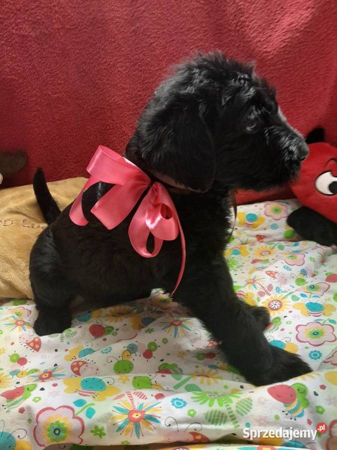 Sznaucer olbrzym szczenięta FCI Rozniszew