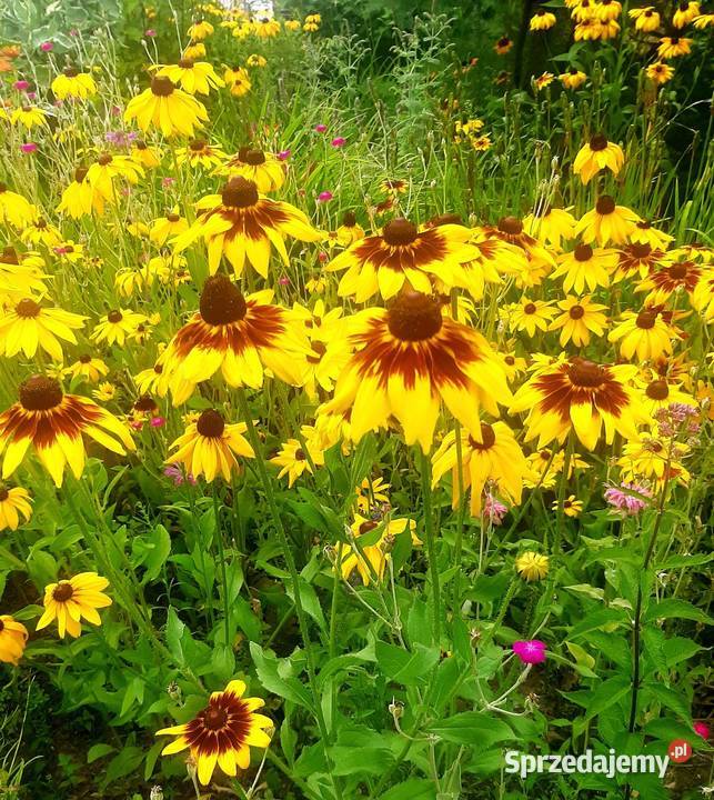 Rudbekia obficie kwitnie lata do jesieni Rabatowe Bydgoszcz