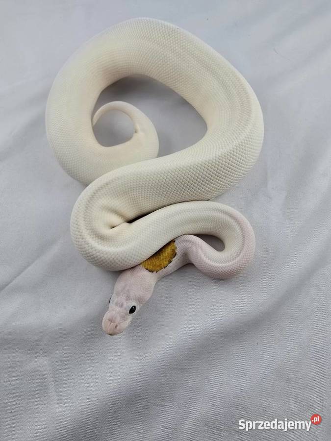 Wąż pyton królewski python regius samica Wrocław