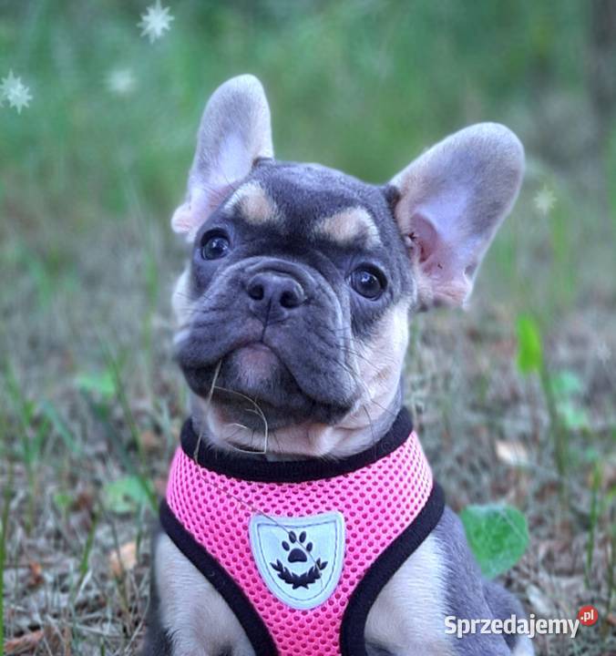 Buldog francuski przepiekne suczki