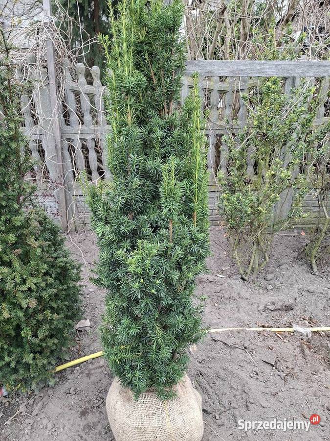 Mega WysokiGęsty Żywopłot Cis Hicksii Mszczonów sprzedam