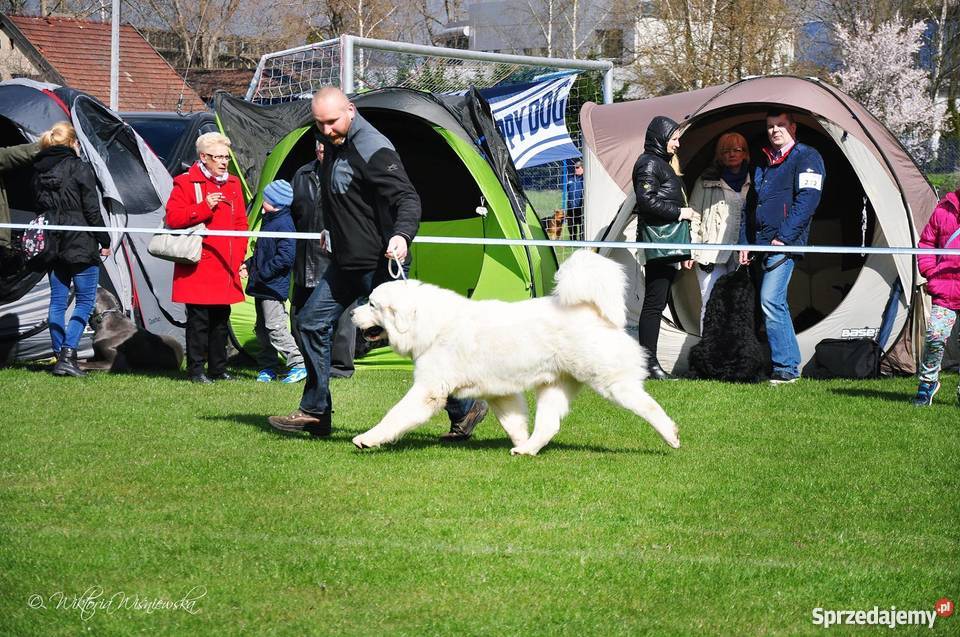 Owczarek podhalański szczenięta rodowód FCI Barczewo