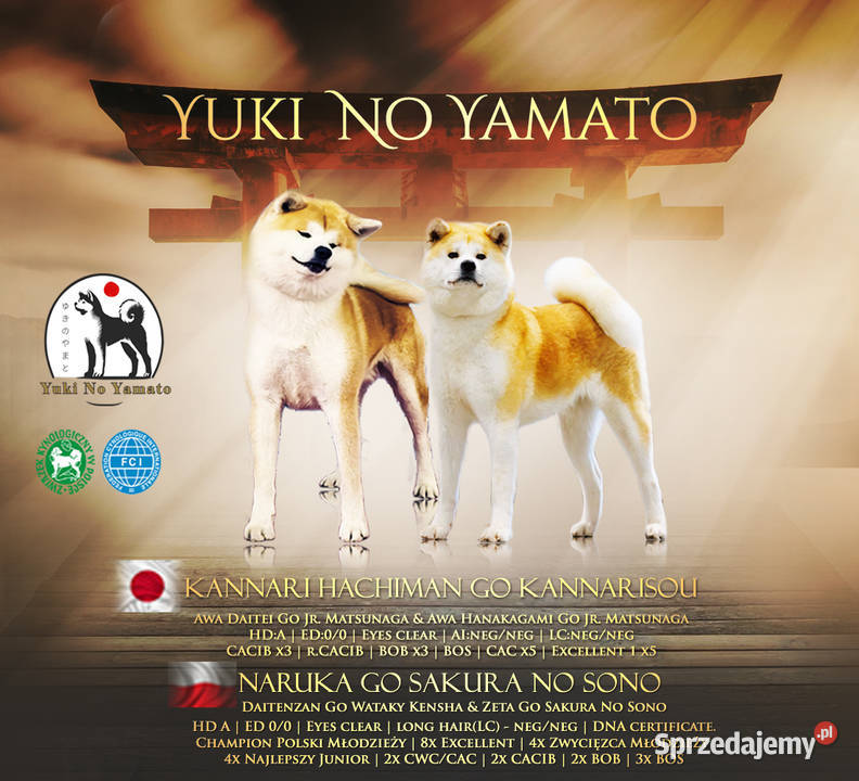 Akita Inu ZKwPFCI małopolskie Grybów