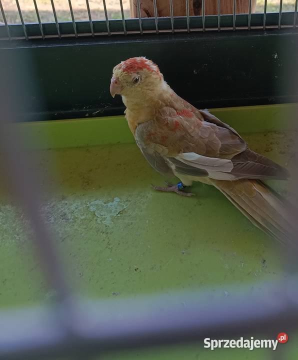 2 samice świergotki Lwówek sprzedam