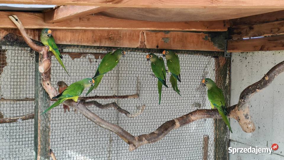 Sprzedam Konury brazylijskie i świergotki wielkopolskie Tarchały Wielkie sprzedam
