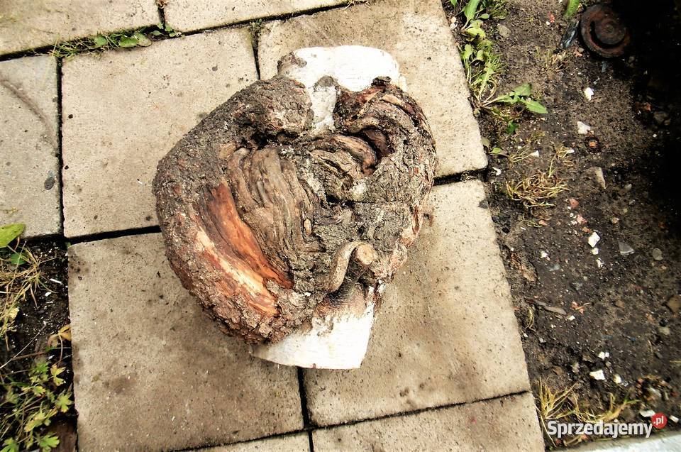 czeczota brzozowa narośl obrzęk Namysłów sprzedam