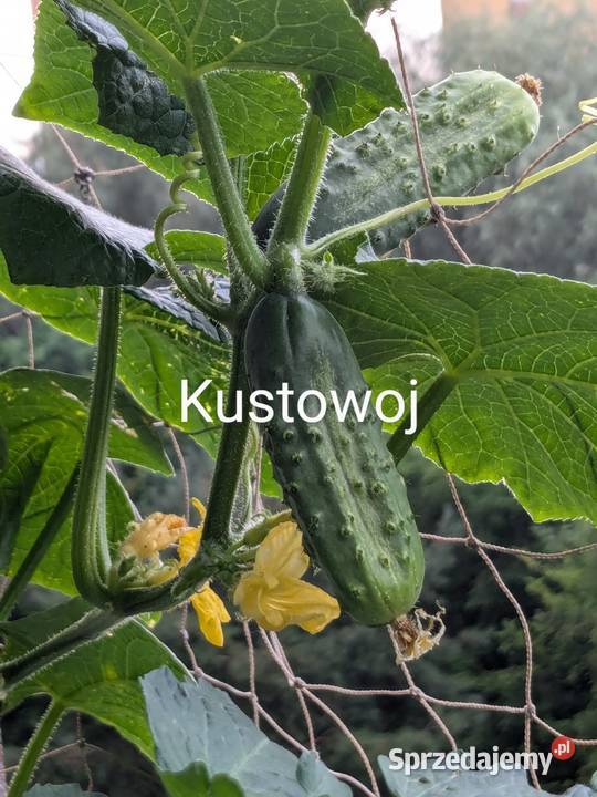 Ogórek Rosyjski Gruzin Kustowoj Palczik Nasiona Delikatesy Kraków sprzedam
