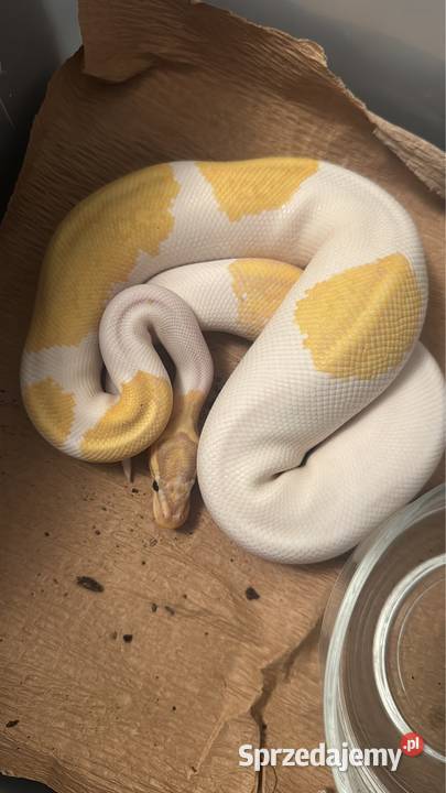 Regius banana piebald samiec Sopot sprzedam