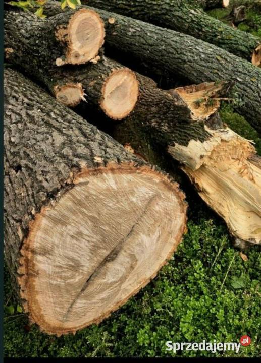 Jesion tartaczny Biłgoraj