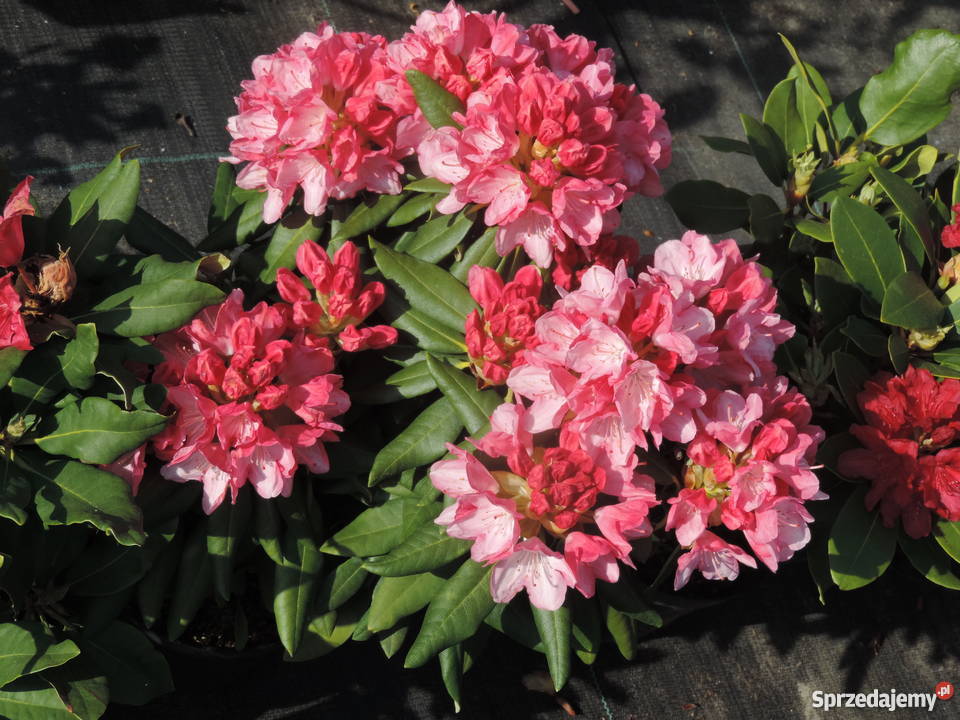 Różanecznik Rododendron Rhododendron różne Garlica Duchowna