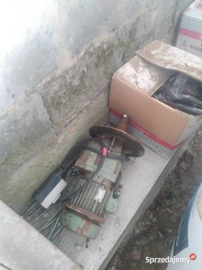 Zmijka przenosnik slimakowy Pamiętowo