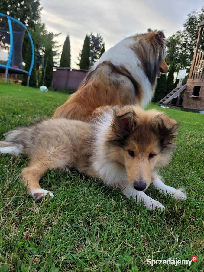 Owczarek Szkocki Długowłosy Szczenięta FCI wielkopolskie Dachowa