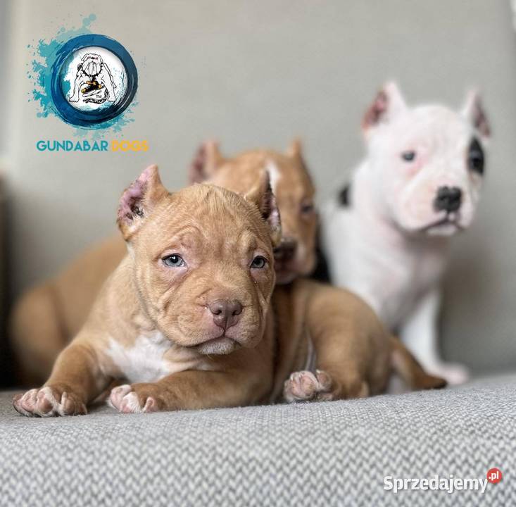 American Bully ABKC Gundabar Dogs suczka Koło