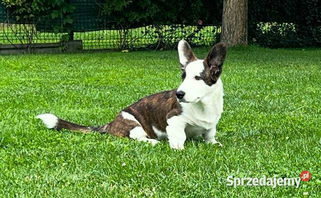 Suczka Welsh Corgi Cardigan rodowód FCI Pabianice