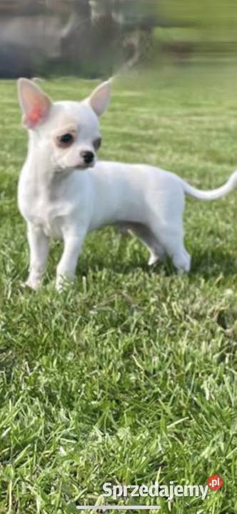 Chihuahua Szczenięta FCIZKwP Skarbiszów