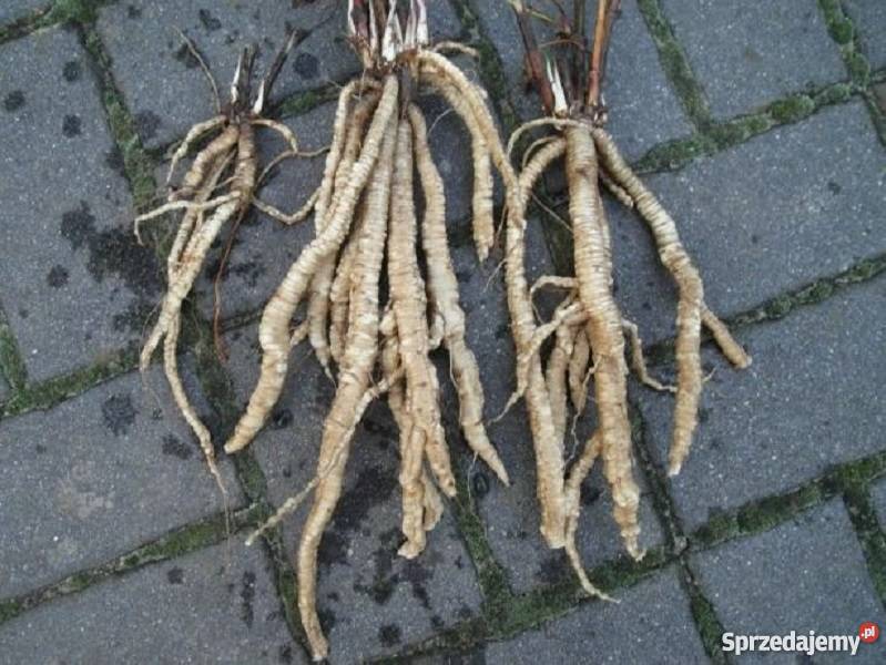 Marek kucmerka nasiona sprzedam