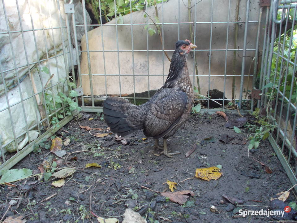 Kurki liliputki kilka kur w różnych barwach Kutno