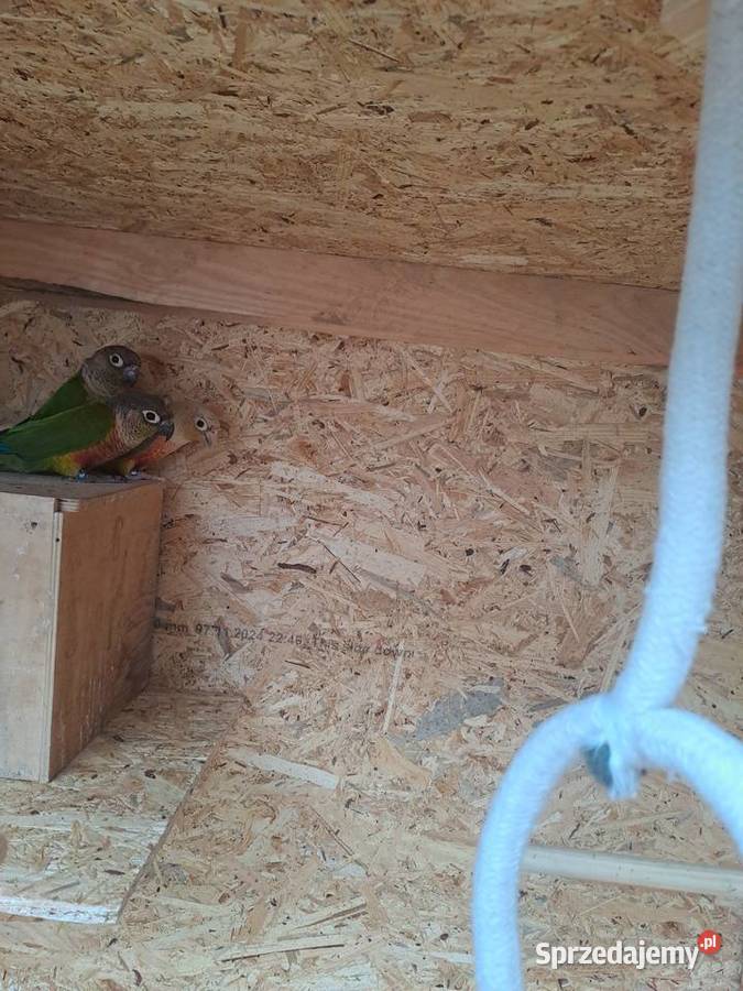 Rudosterki papugi Zwierzęta śląskie