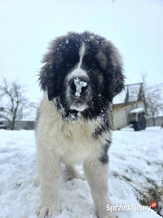 MASTIF PIRENEJSKI ZKWP FCI GOTOWY DO ODBIORU wielkopolskie Arentowo sprzedam