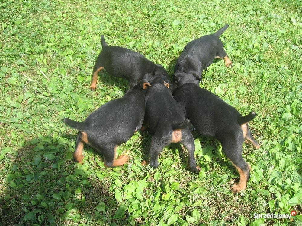 Jagdterier szczenięta małopolskie Stary Sącz