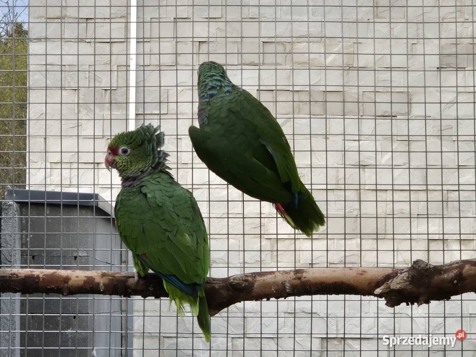 Amazonka pąsowa Ptaki Rakoniewice