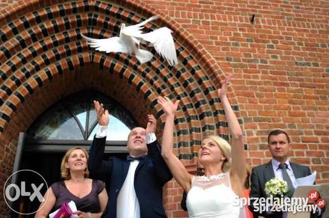 Białe gołębie pocztowe Krosino