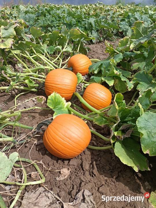 Dynia premium halloween ozdobna 510 sprzedam