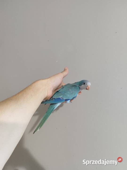 Papugi ręcznie karmione Ptaki Kraków