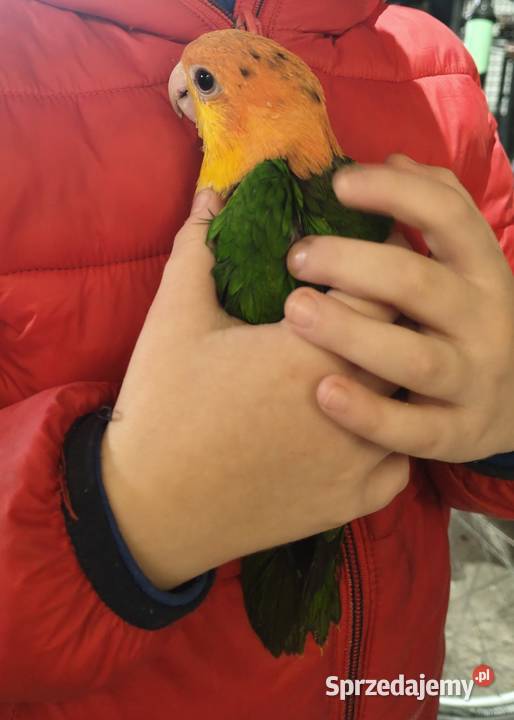 Barwinek samczyk małopolskie Myślenice