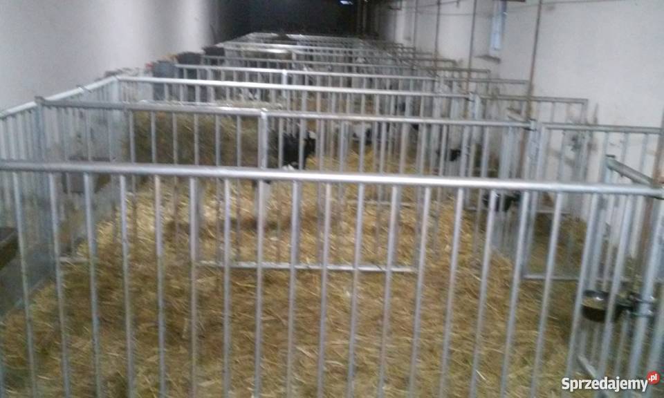 stanowiska wygrodzenia kojce bydła opasów cieląt wielkopolskie Pogorzela