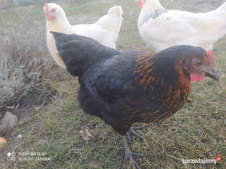 kurki nioski Rosa młode Kórnik