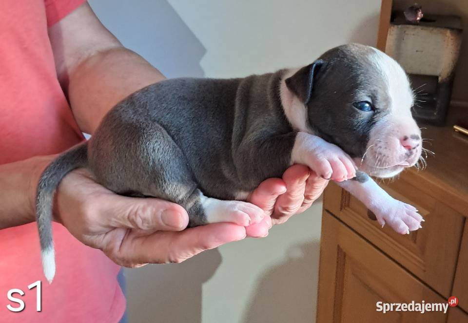 Amstaff ZKWP FCI BLUE śliczna suczka Koziegłowy