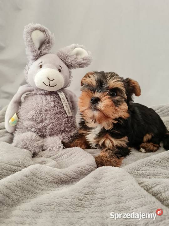 Mini Dziewczyna Yorkshire Terrier z Chipem Częstochowa
