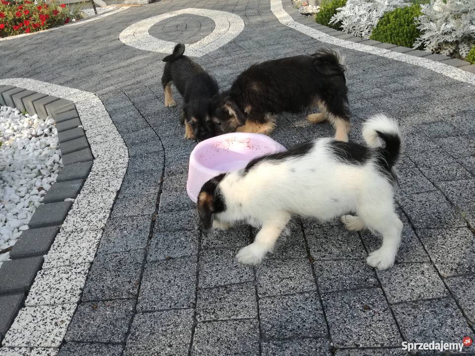 Shih tzu mix Radomsko