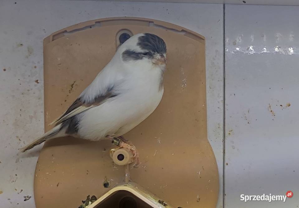 Kanarek kanarki glostery pary Kępno sprzedam