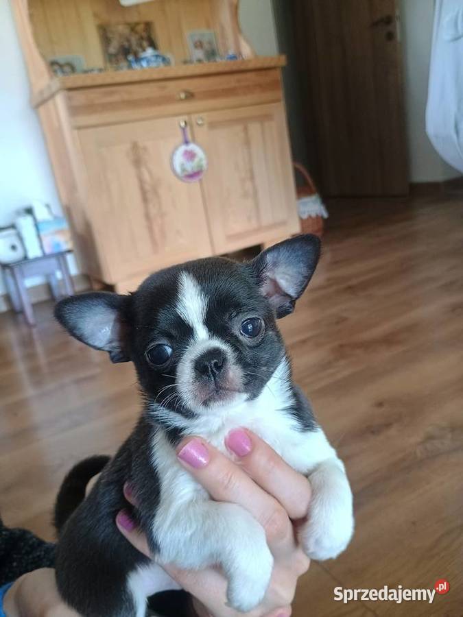 Chihuahua przepiękny chłopiec xxs łódzkie Radomsko