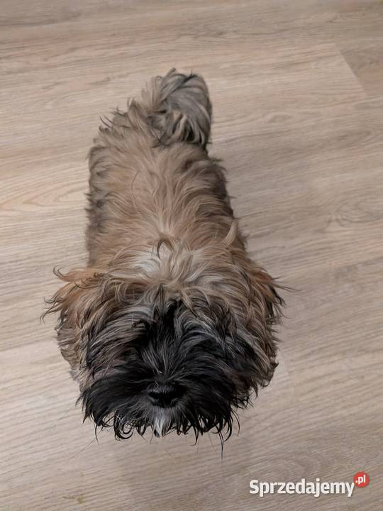 Shih tzu 15 tygodni mazowieckie Warszawa