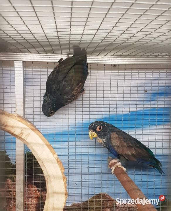 Piona bronzowoskrzydła para Bystra