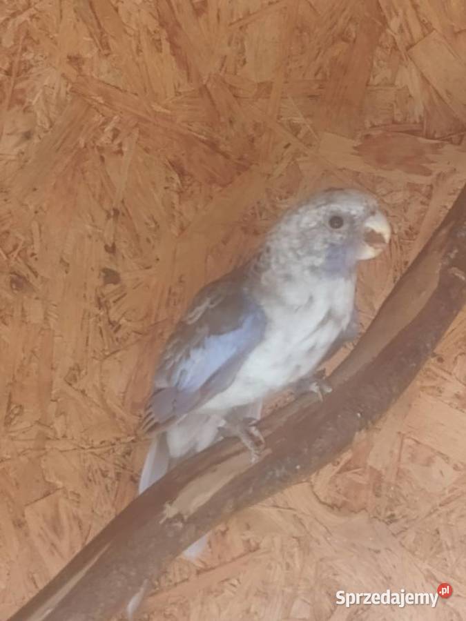 Rozelle królewskie niebieskie Pasturka