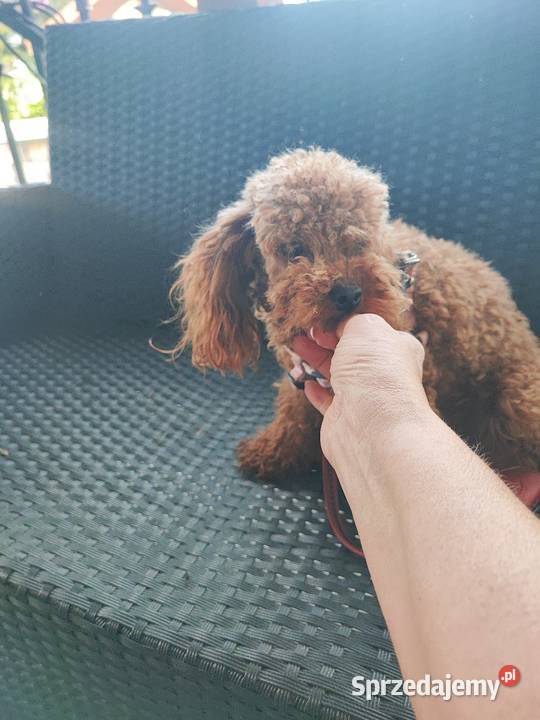 Pudel toy minireproduktor Bolesławiec