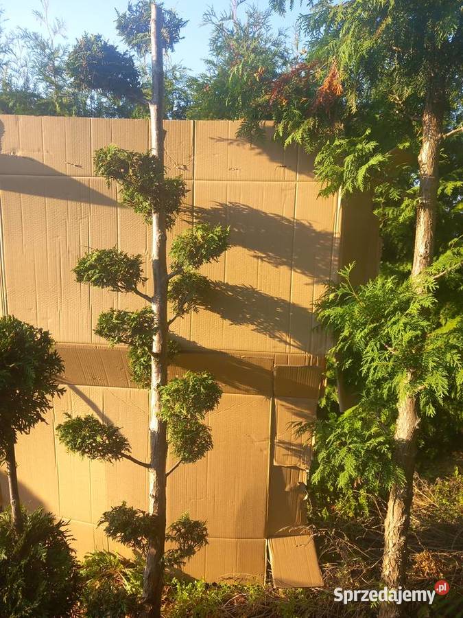 Tuje szmaragdy Pozostałe Mogilno