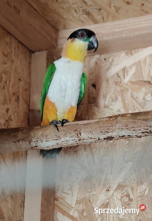 Barwinka czarnogłowa samiec wielkopolskie Ostrów Wielkopolski sprzedam