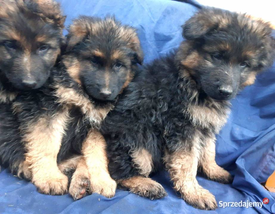 owczarek niemiecki szczeniaki lubelskie Zamość