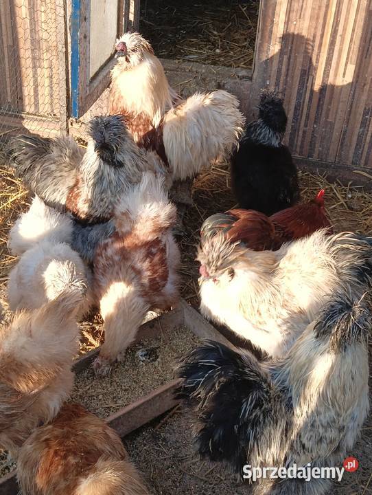 Sprzedam Kochinki miniatura i Silki