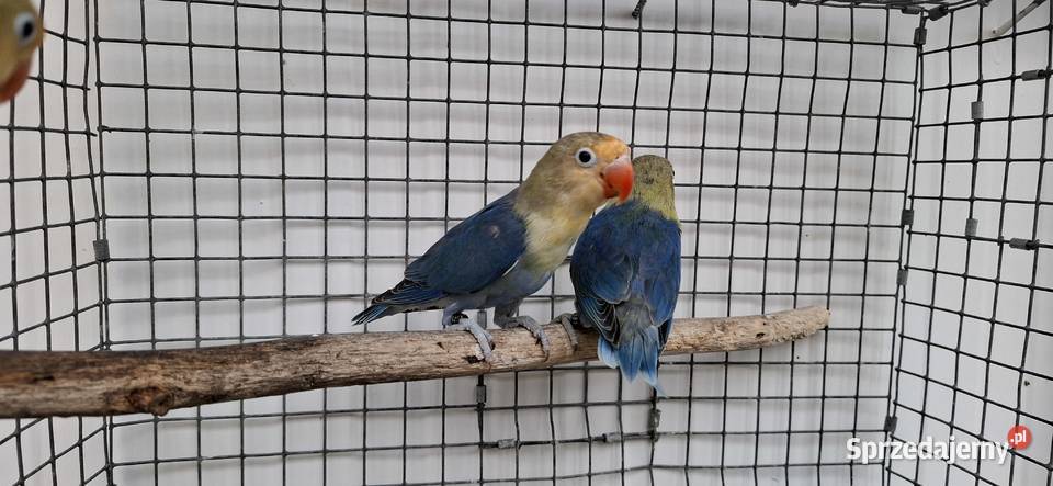 Nierozłączki Zwierzęta Zakliczyn