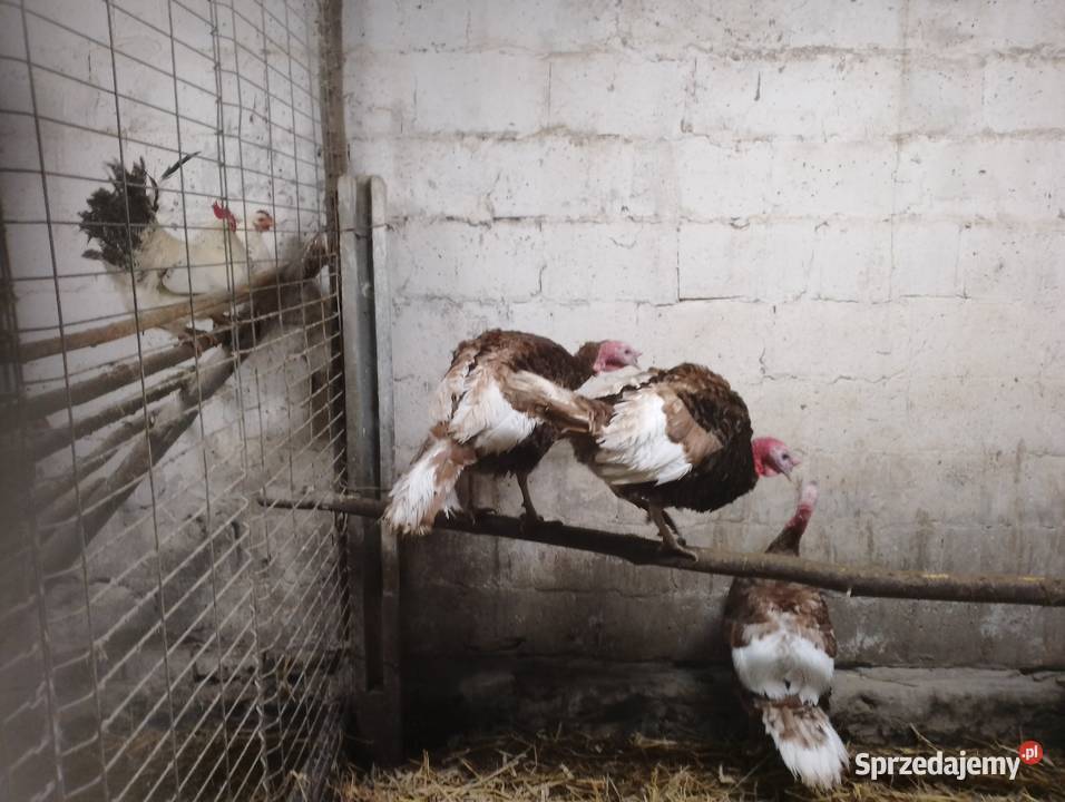 Sprzedam indyczki Smoryń