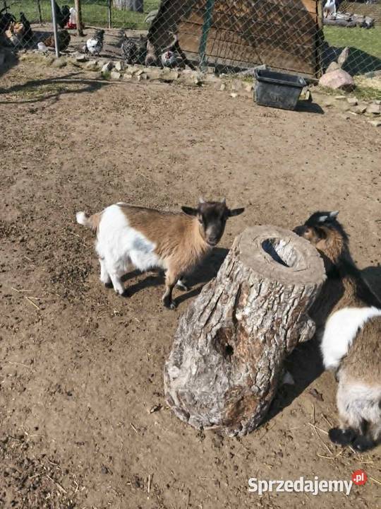 kozy miniaturki Jankowo Gdańskie sprzedam